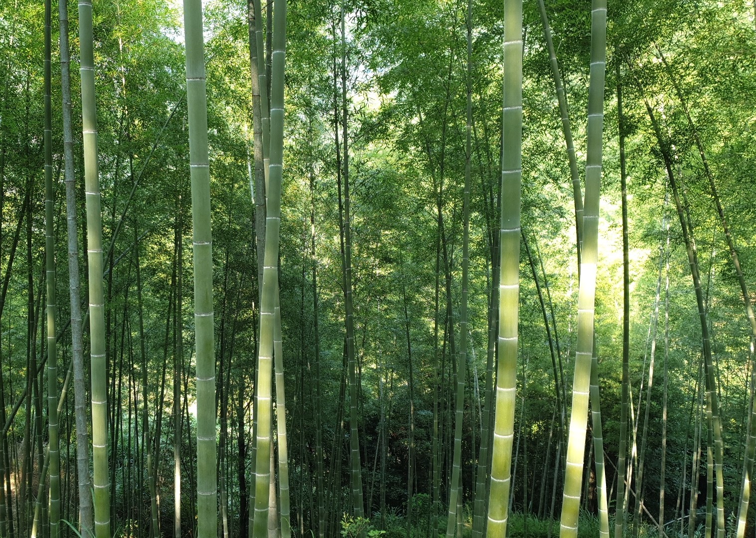 Bambuswald ist gut für den Klimaschutz